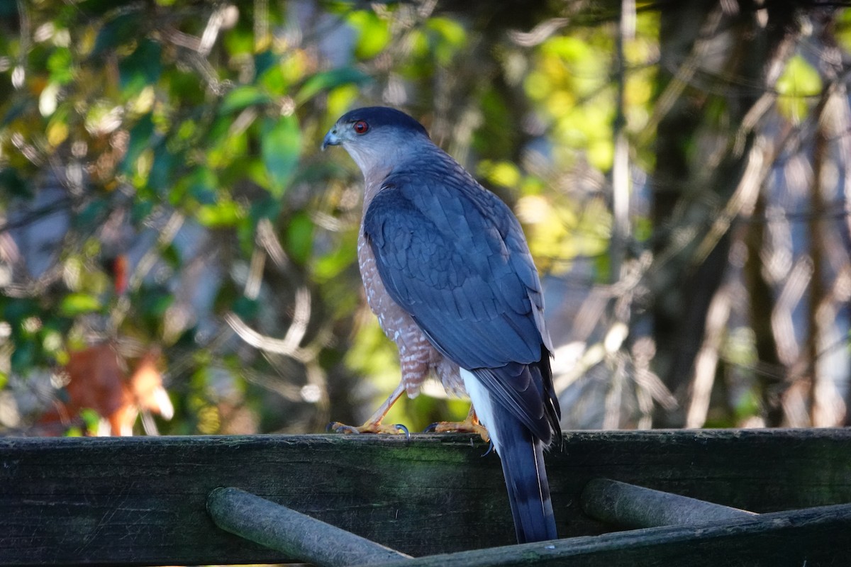 Cooper's Hawk - ML612913149