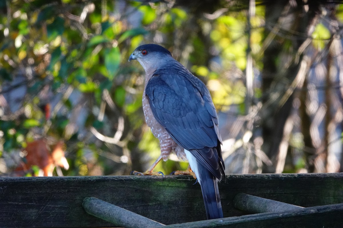 Cooper's Hawk - ML612913150