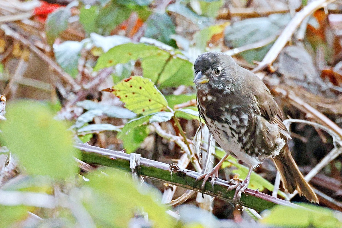Fox Sparrow - ML612913154