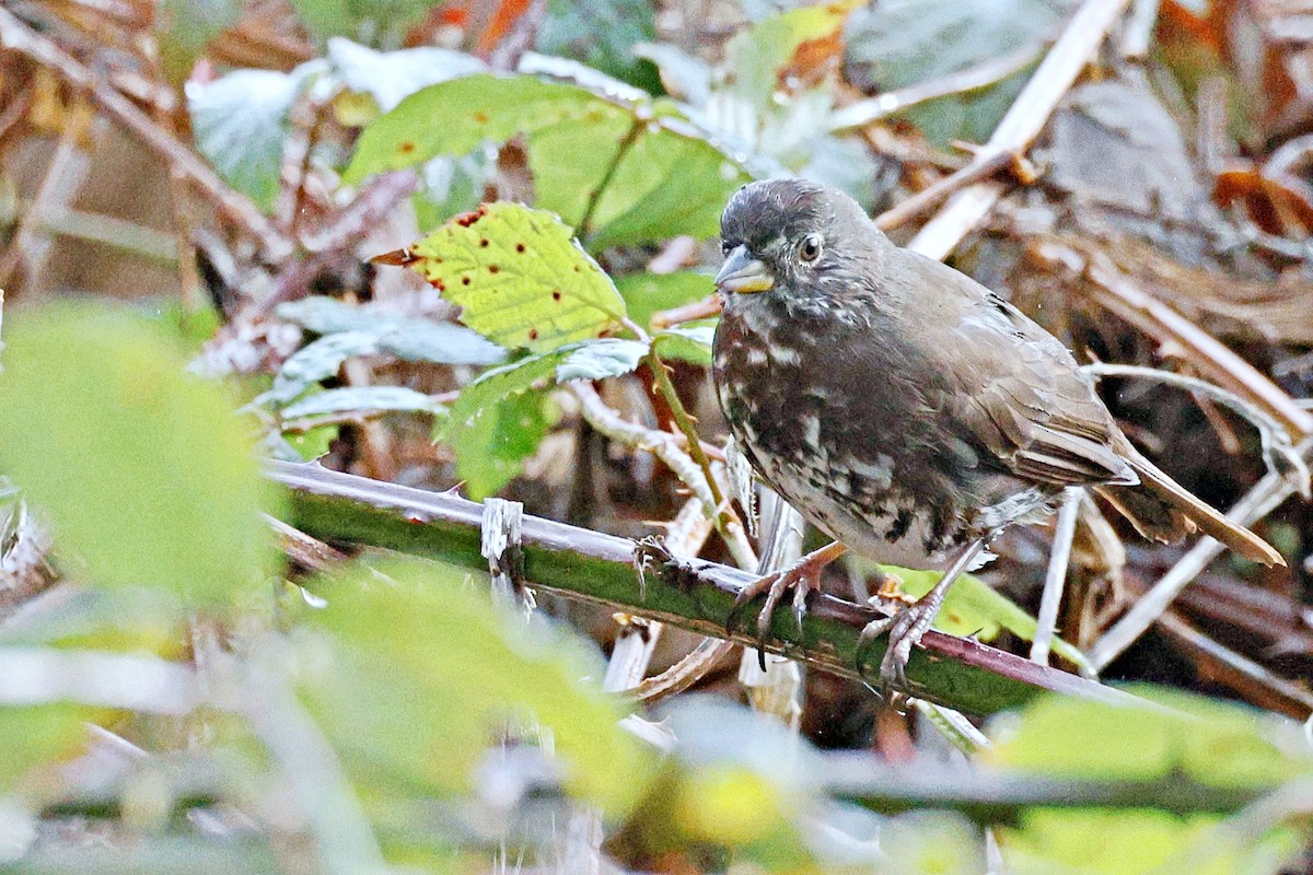 Fox Sparrow - ML612913155