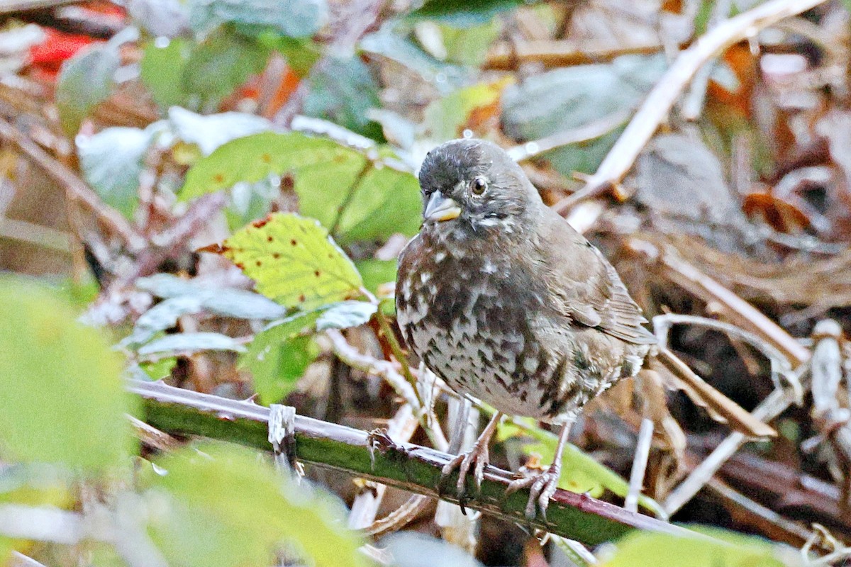 Fox Sparrow - ML612913156