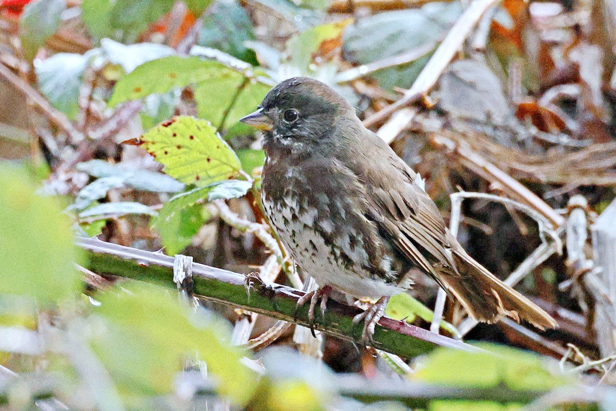 Fox Sparrow - ML612913157