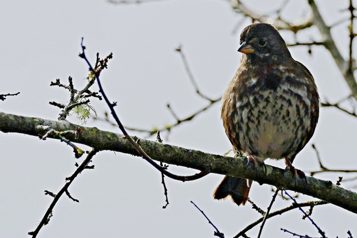 Fox Sparrow - ML612913168