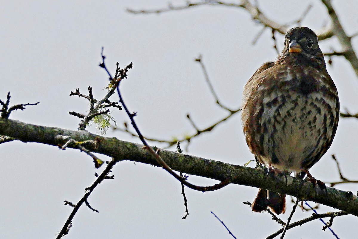 Fox Sparrow - ML612913169