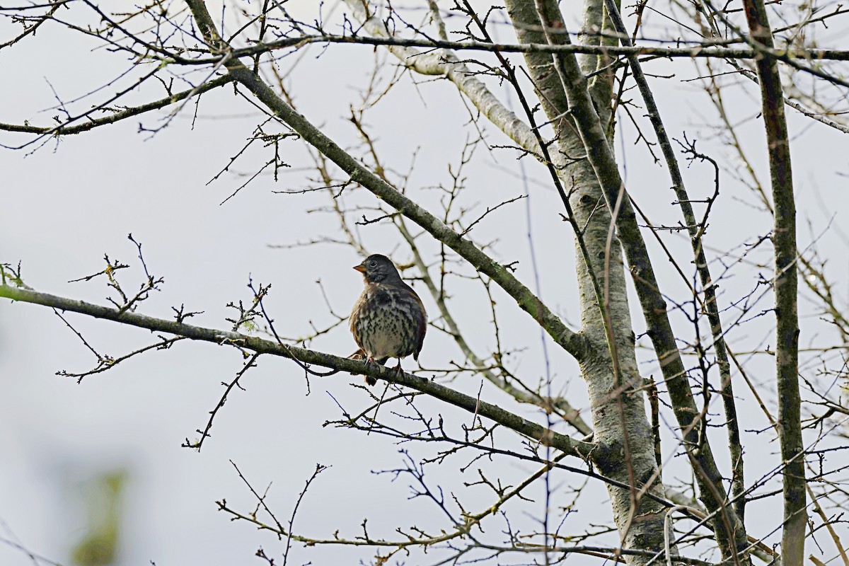 Fox Sparrow - ML612913175