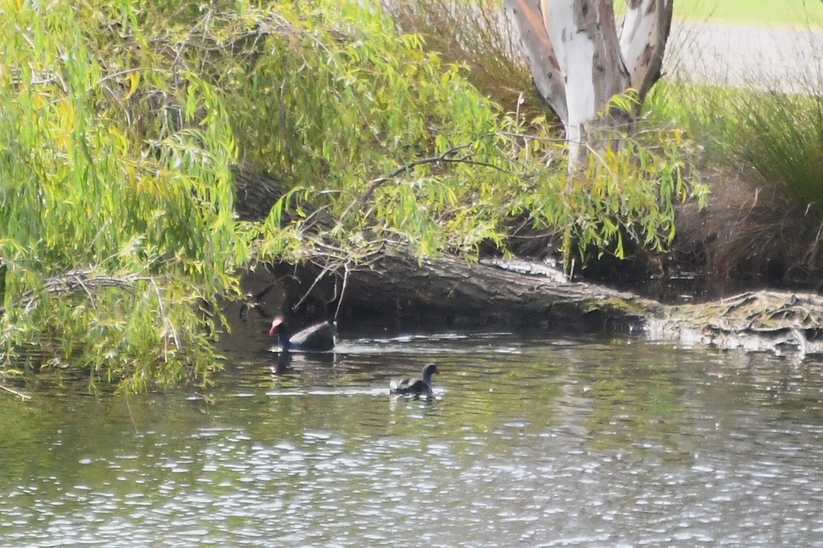 Australasian Swamphen - ML612913180