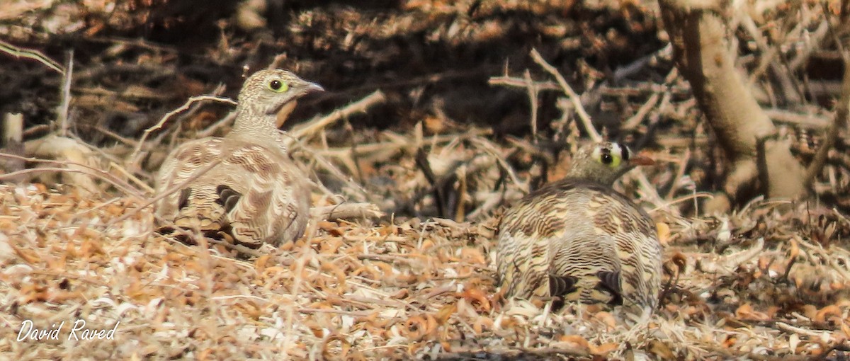 Lichtenstein's Sandgrouse (Lichtenstein's) - ML612913305