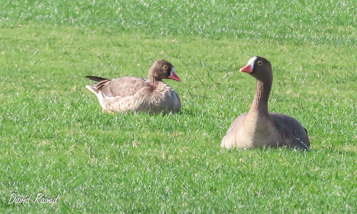 Lesser White-fronted Goose - ML612913341