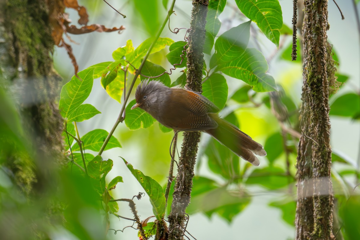 Rusty-fronted Barwing - ML612913808