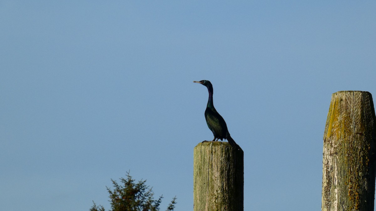 Cormorán Pelágico - ML612913838