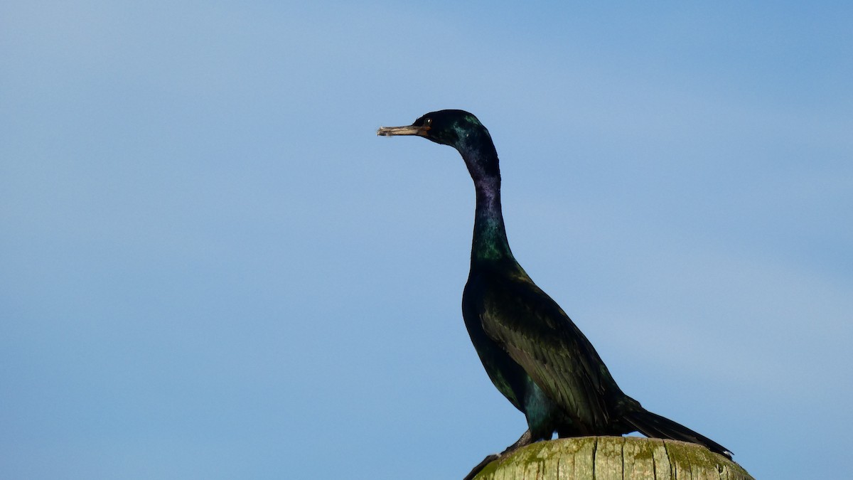 Cormorán Pelágico - ML612913839