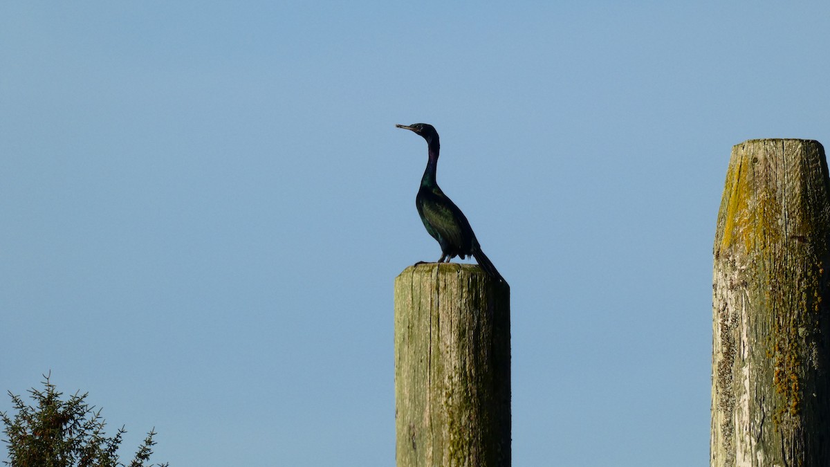 Pelagic Cormorant - ML612913840