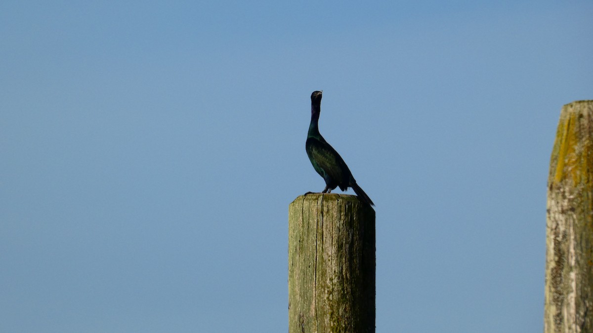 Cormorán Pelágico - ML612913841