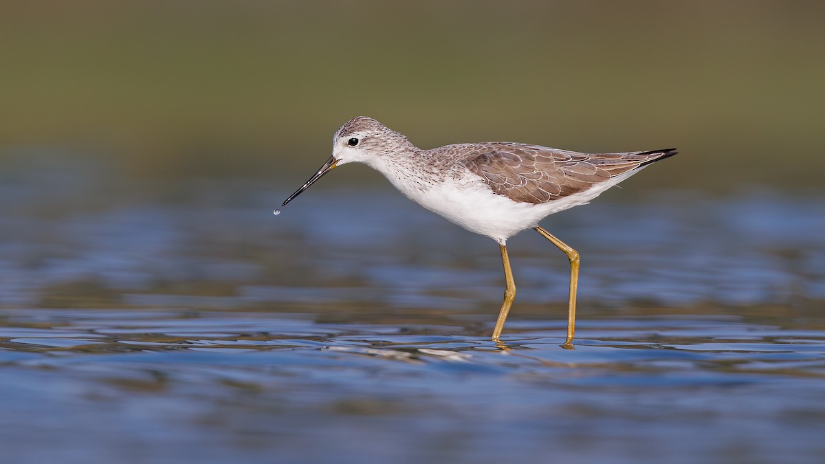 Marsh Sandpiper - ML612913843