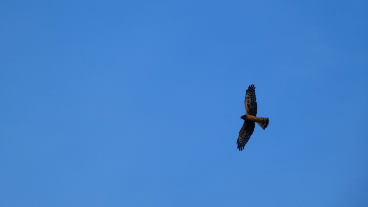 Northern Harrier - ML612913850