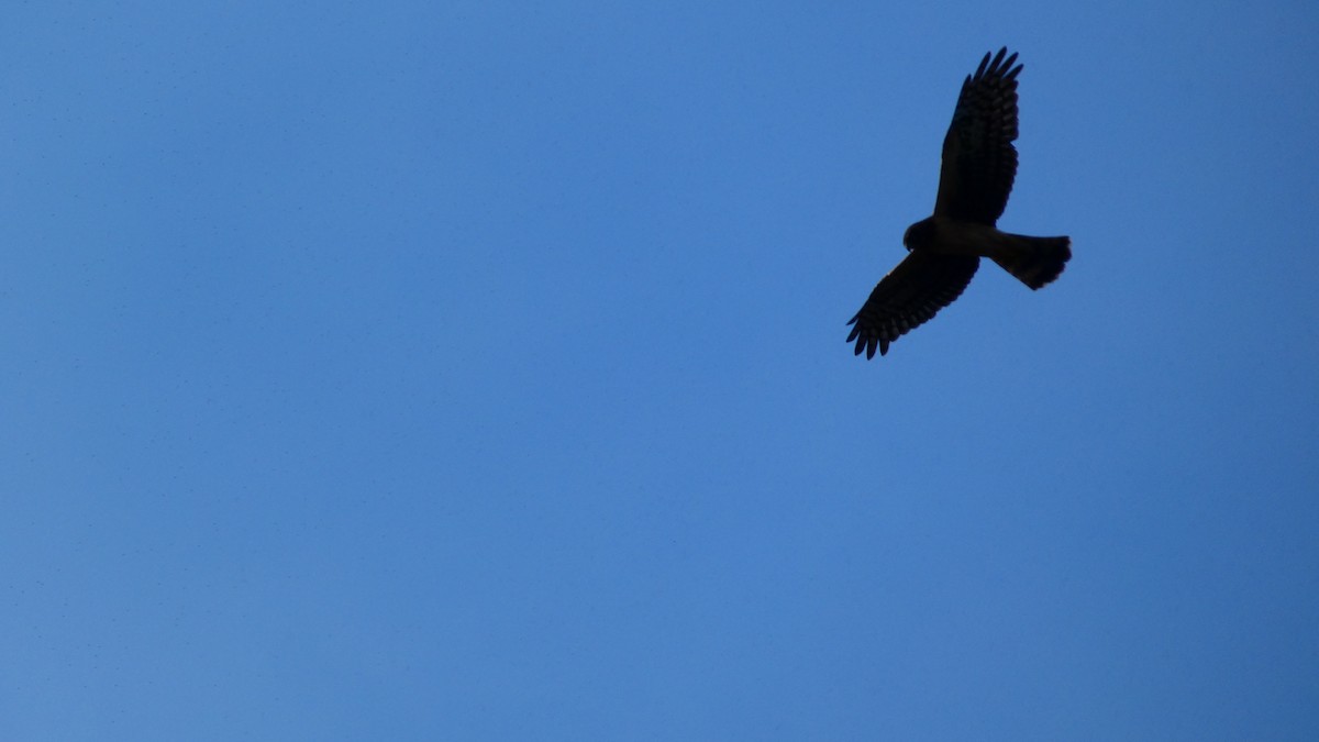 Northern Harrier - ML612913851