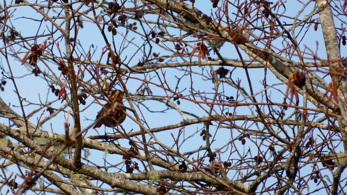 Varied Thrush - ML612913855