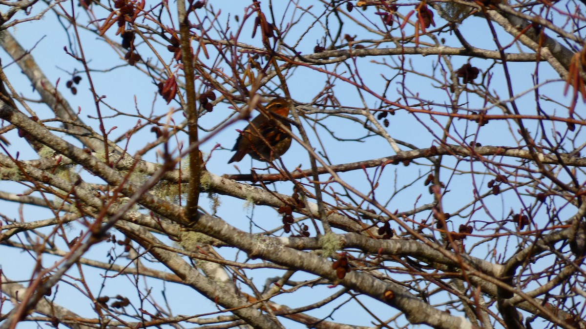 Varied Thrush - ML612913856