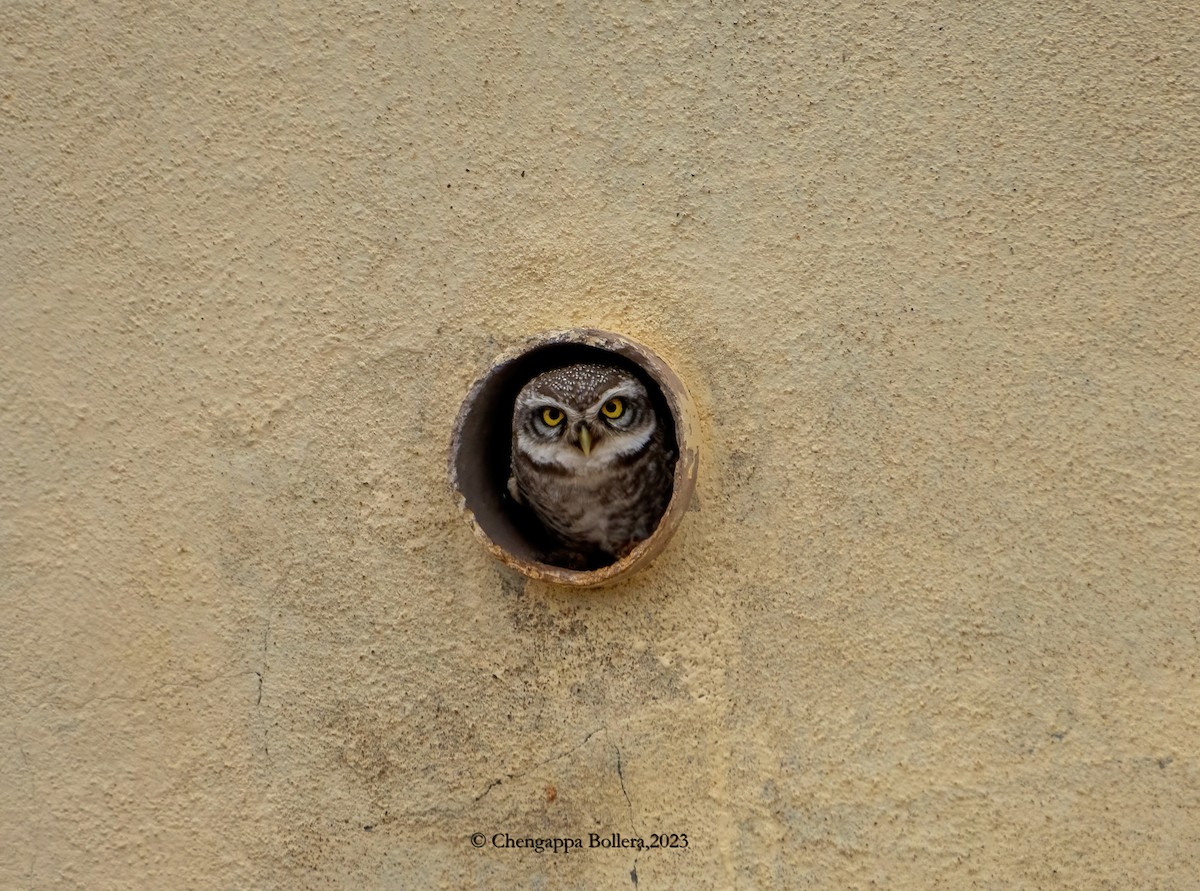 Spotted Owlet - ML612913864