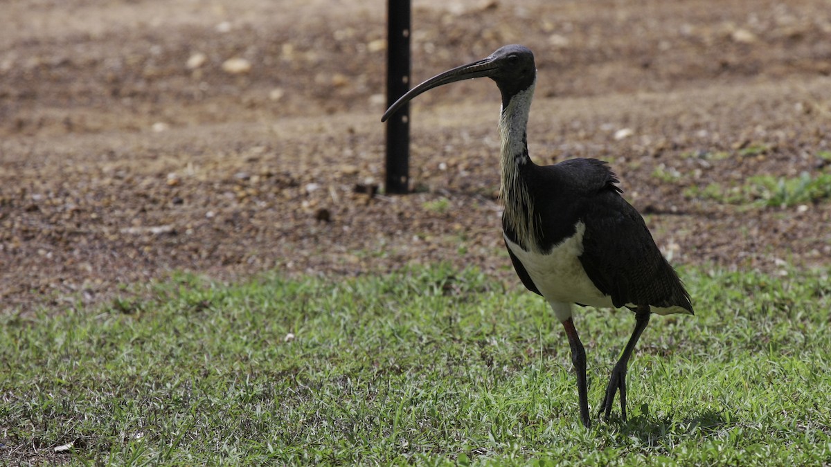 ibis slámokrký - ML612913875