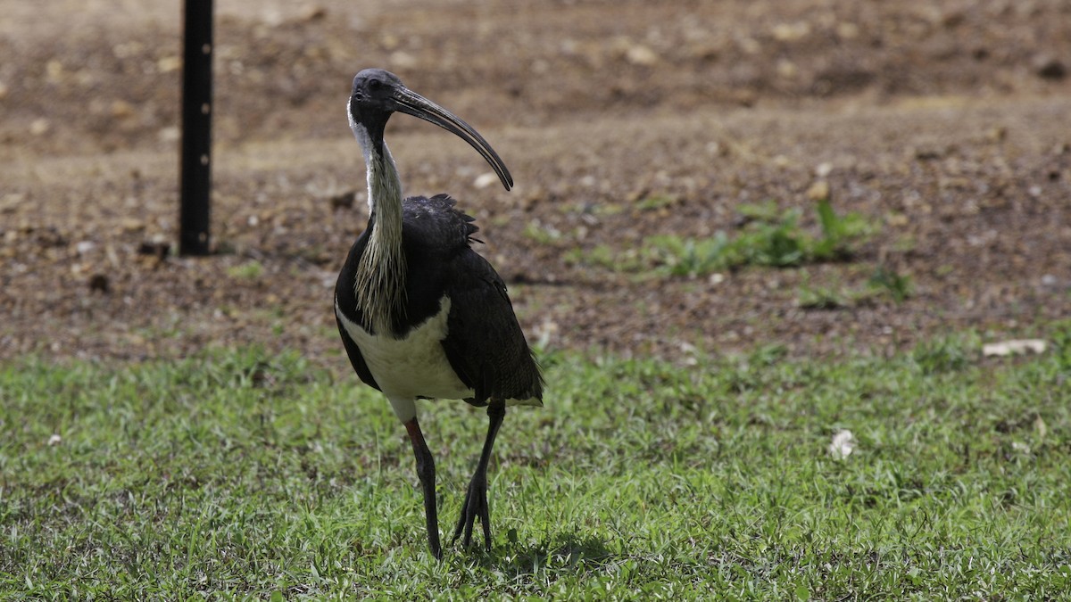 ibis slámokrký - ML612913876