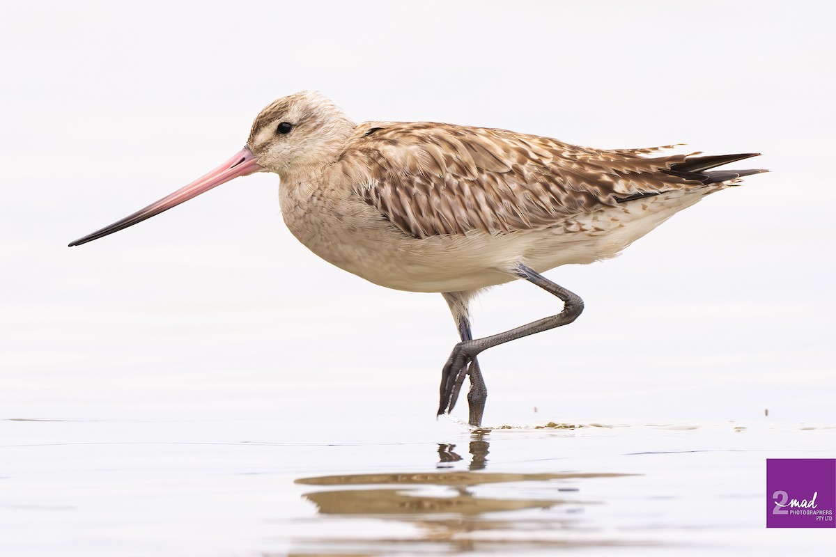 Bar-tailed Godwit - Ákos  Lumnitzer