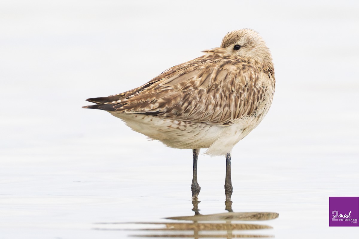 Bar-tailed Godwit - ML612913905