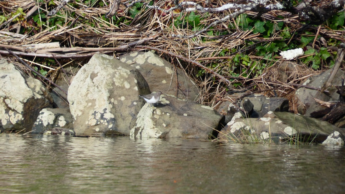 Spotted Sandpiper - ML612913909