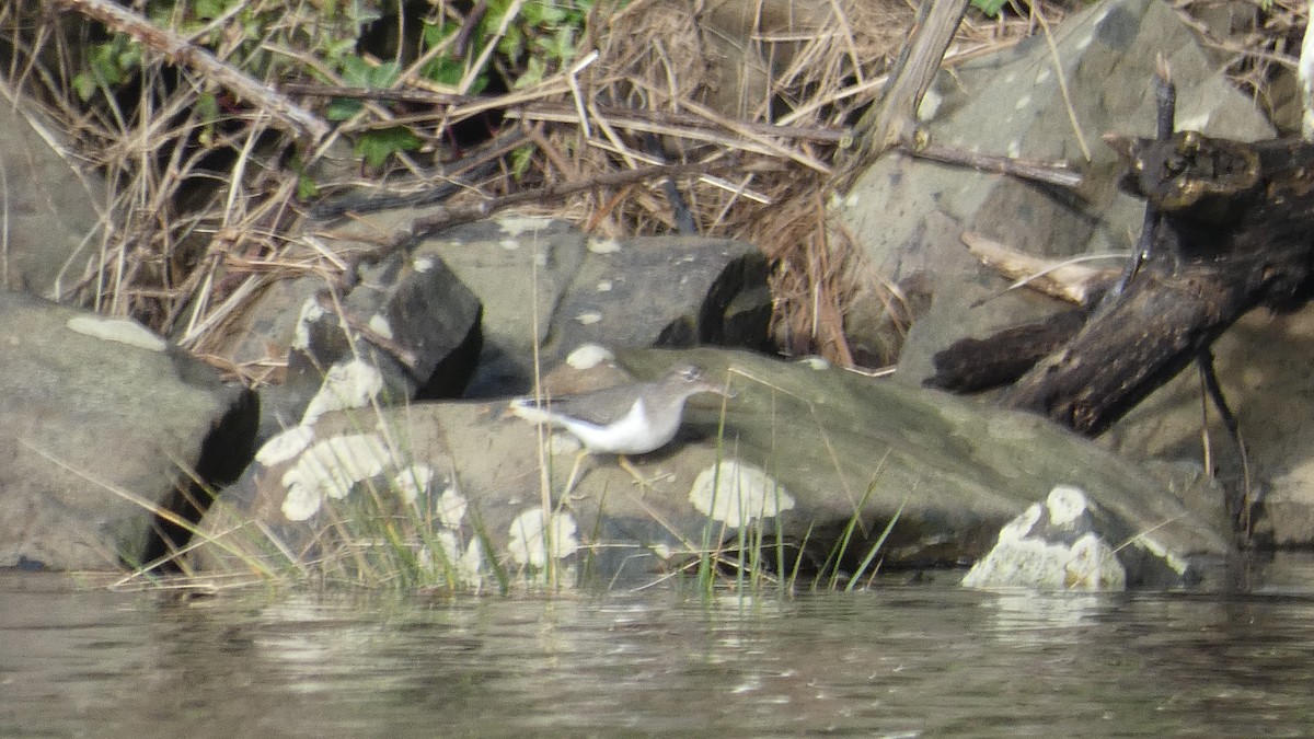 Spotted Sandpiper - ML612913910