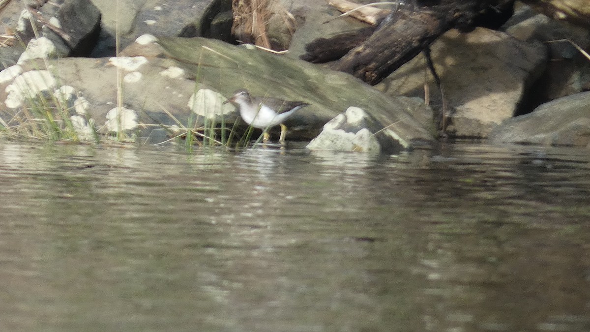 Spotted Sandpiper - ML612913912