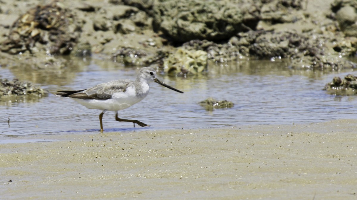 Terek Sandpiper - ML612913952