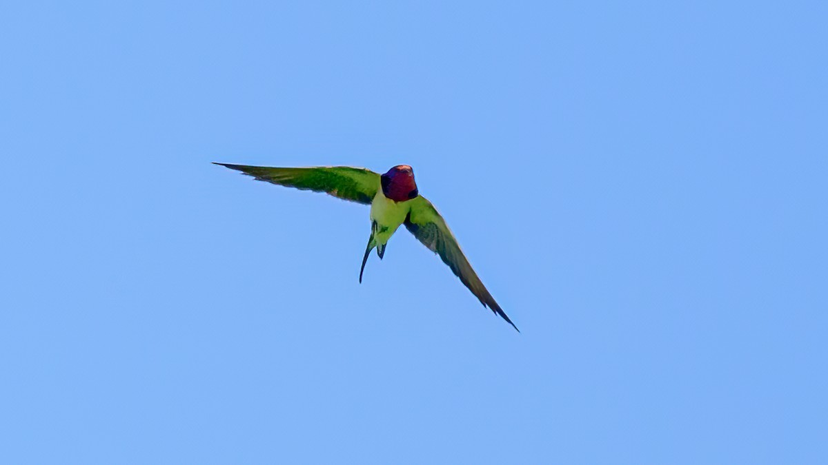 Barn Swallow - Soong Ming Wong