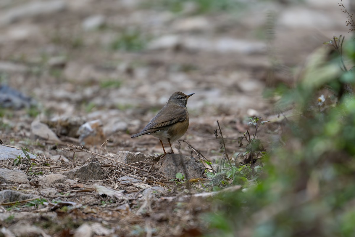 Халиун хөөндэй - ML612914184