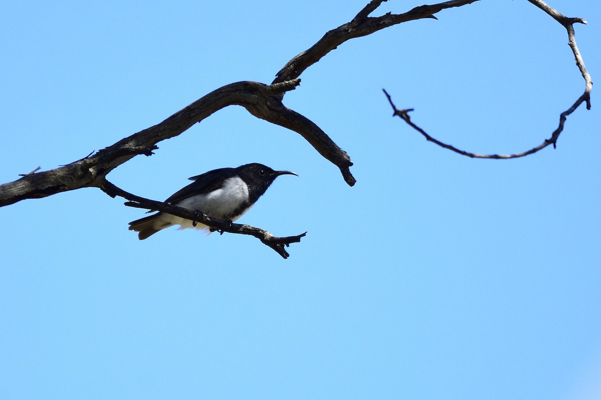 Black Honeyeater - ML612914293