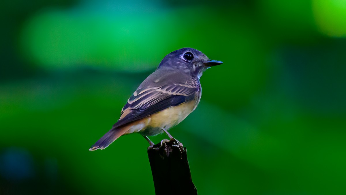 Ferruginous Flycatcher - ML612914360