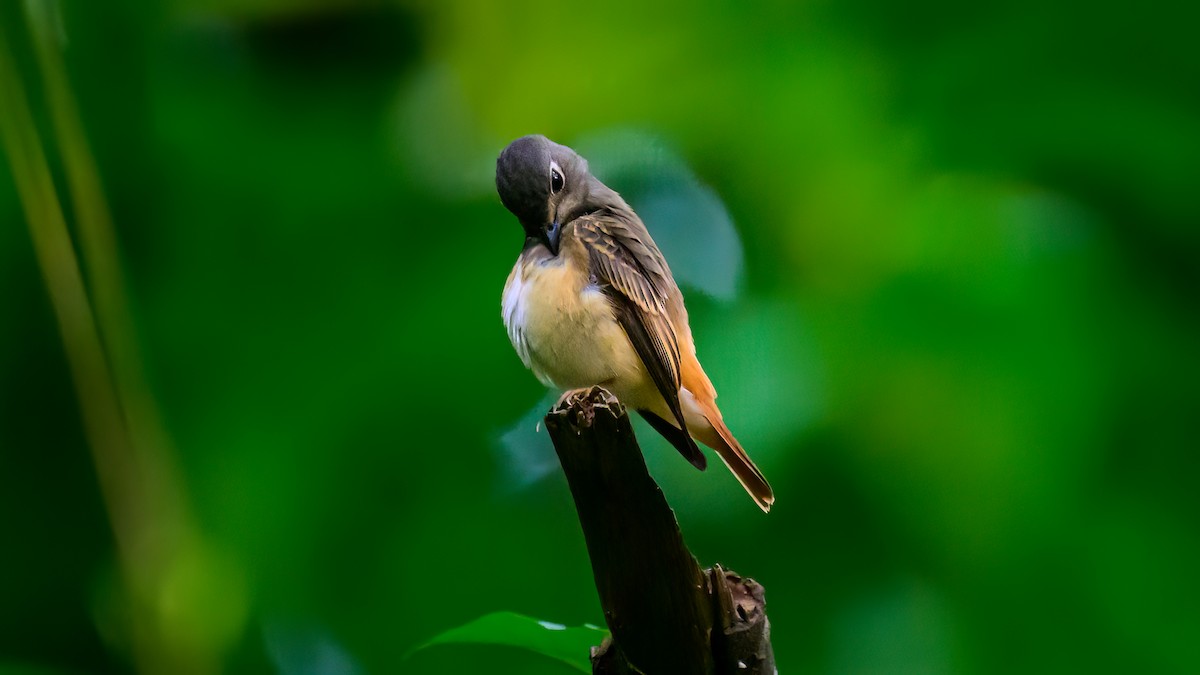 Ferruginous Flycatcher - Soong Ming Wong