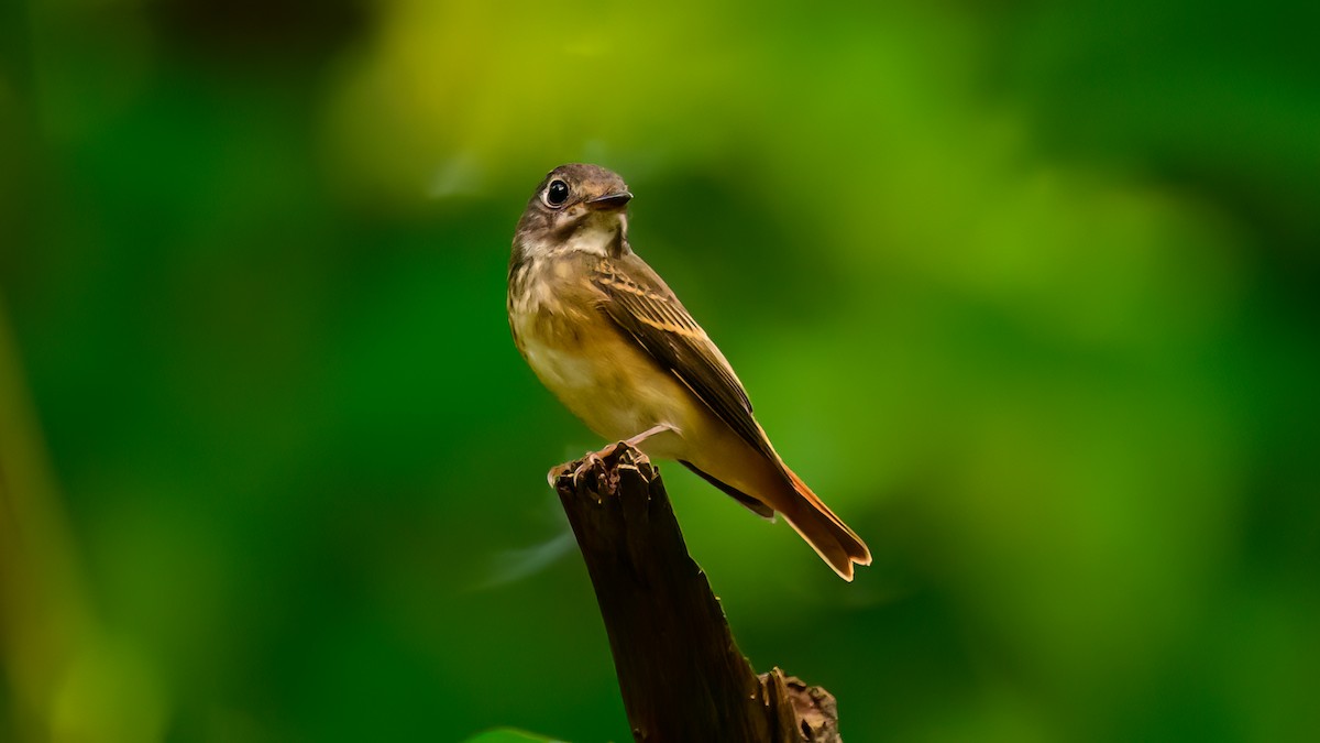 Ferruginous Flycatcher - Soong Ming Wong