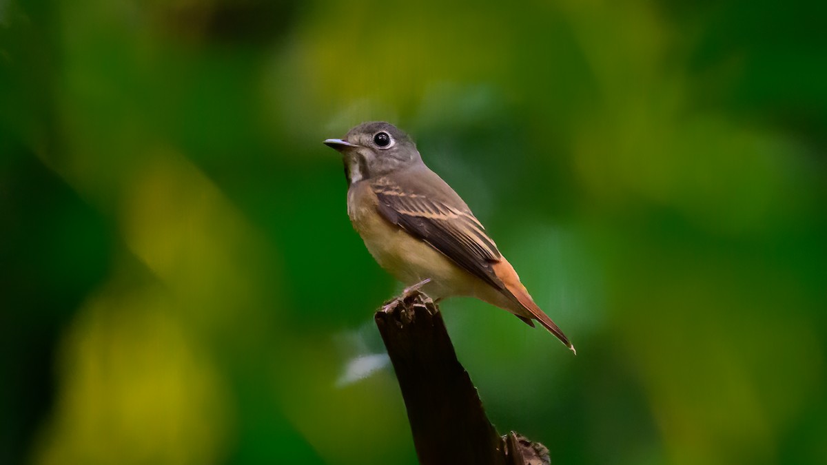 Ferruginous Flycatcher - ML612914368