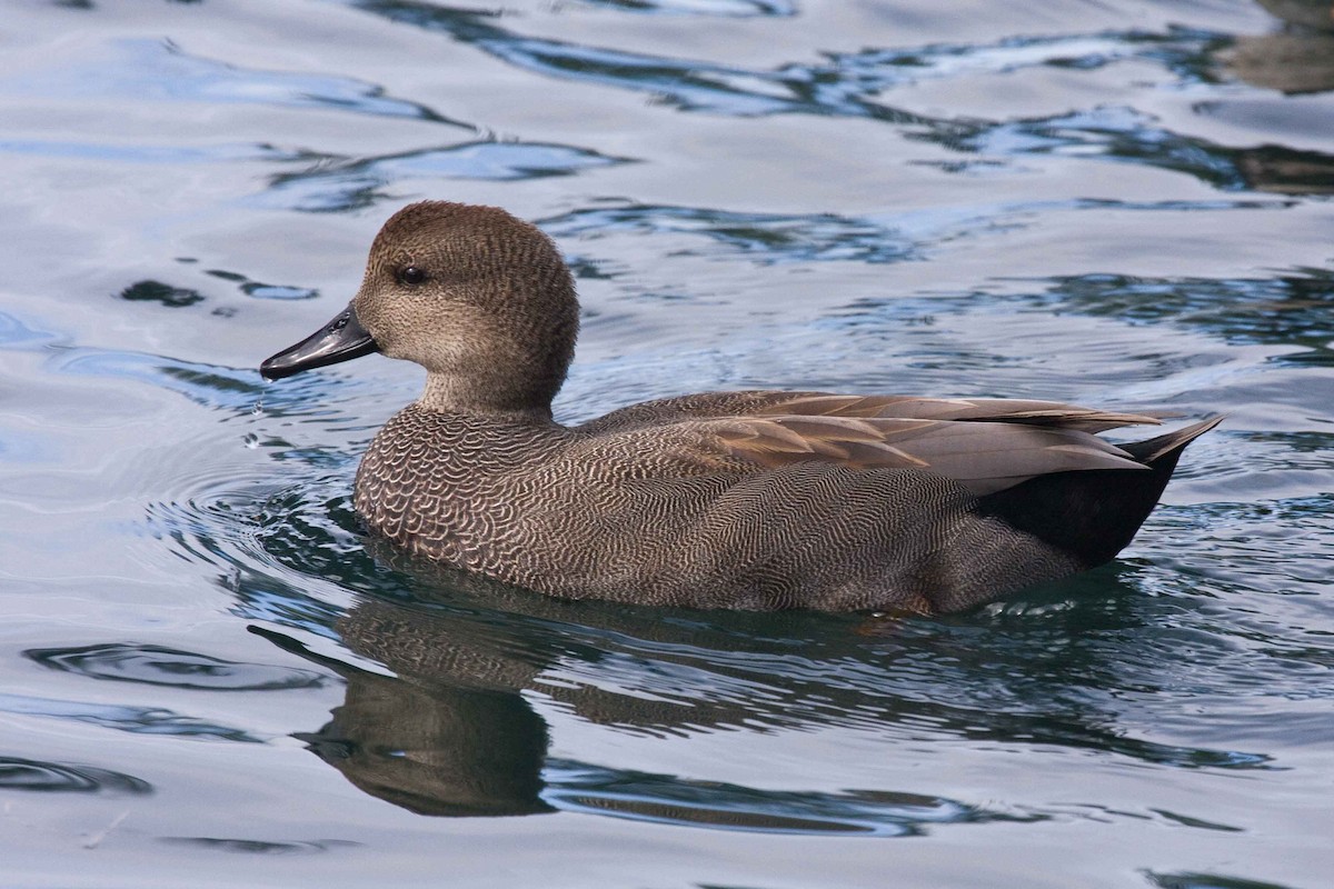 Gadwall - ML612914381