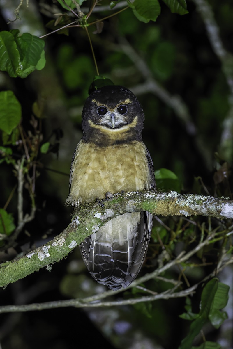 Tawny-browed Owl - Léo Veyrunes