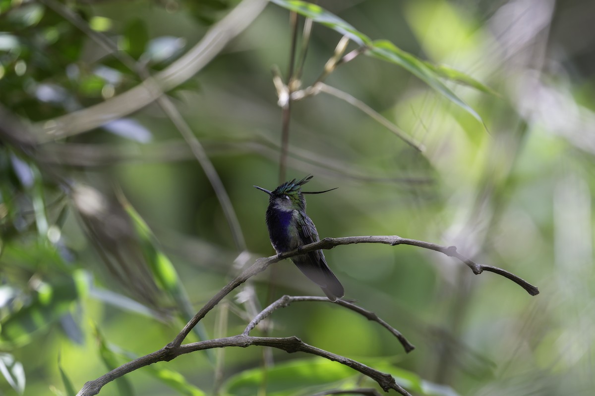 Green-crowned Plovercrest - Léo Veyrunes