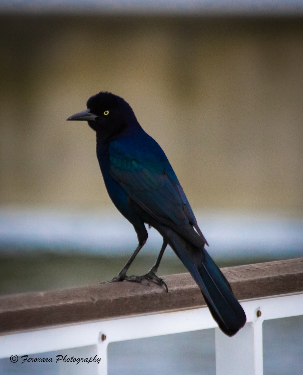 Boat-tailed Grackle - ML612914448