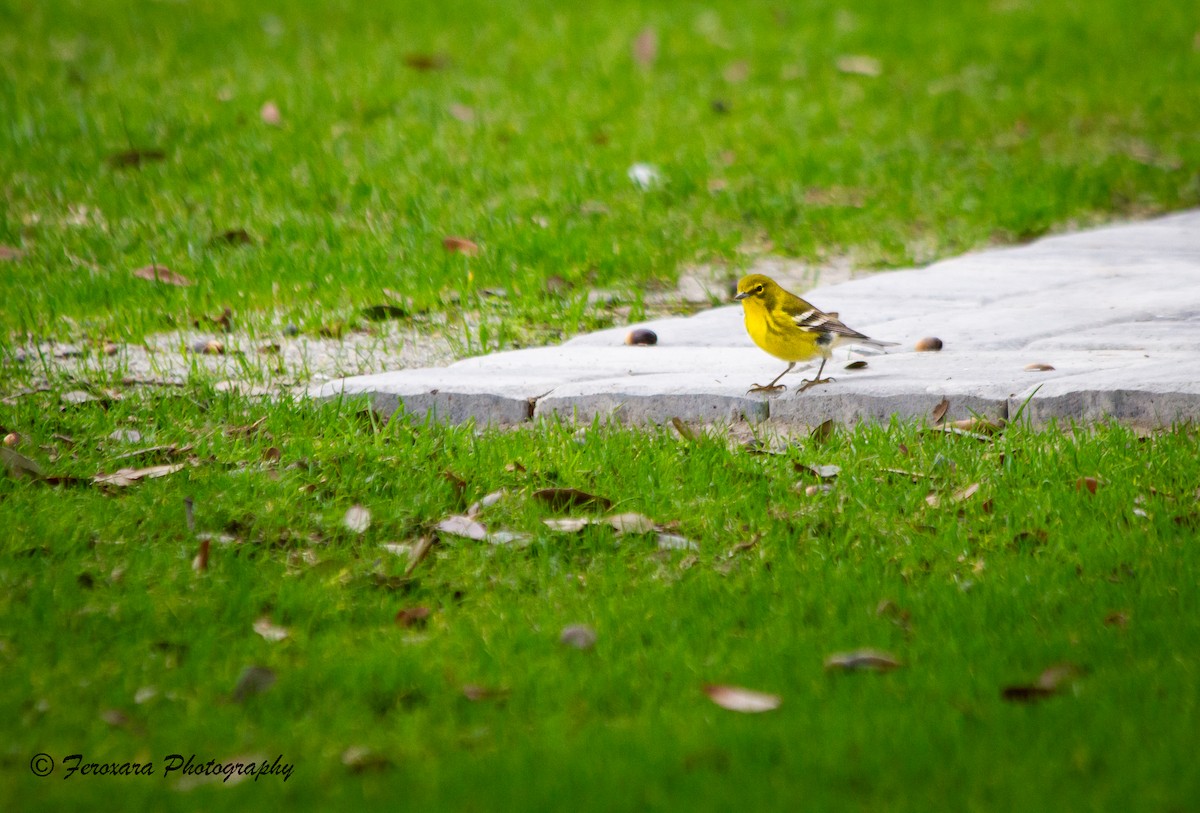 Pine Warbler - ML612914457
