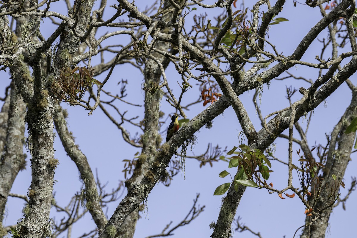 Yellow-fronted Woodpecker - ML612914490