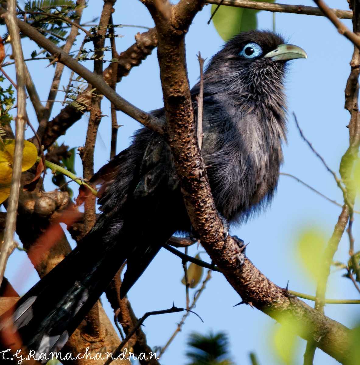 Blue-faced Malkoha - C G  Ramachandran