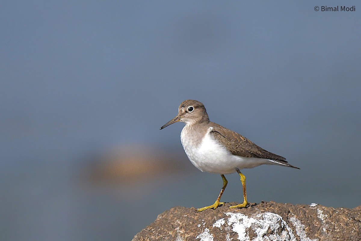 Common Sandpiper - ML612914528