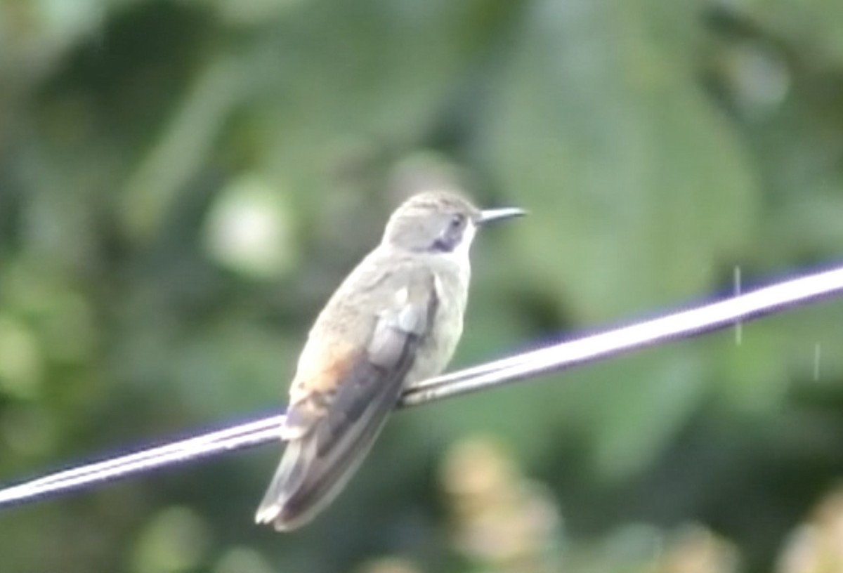 Brown Violetear - Tommy Pedersen