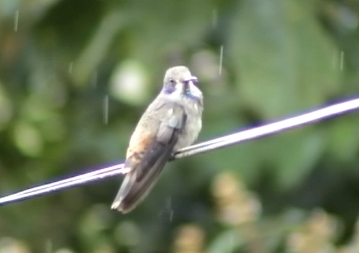 Brown Violetear - Tommy Pedersen