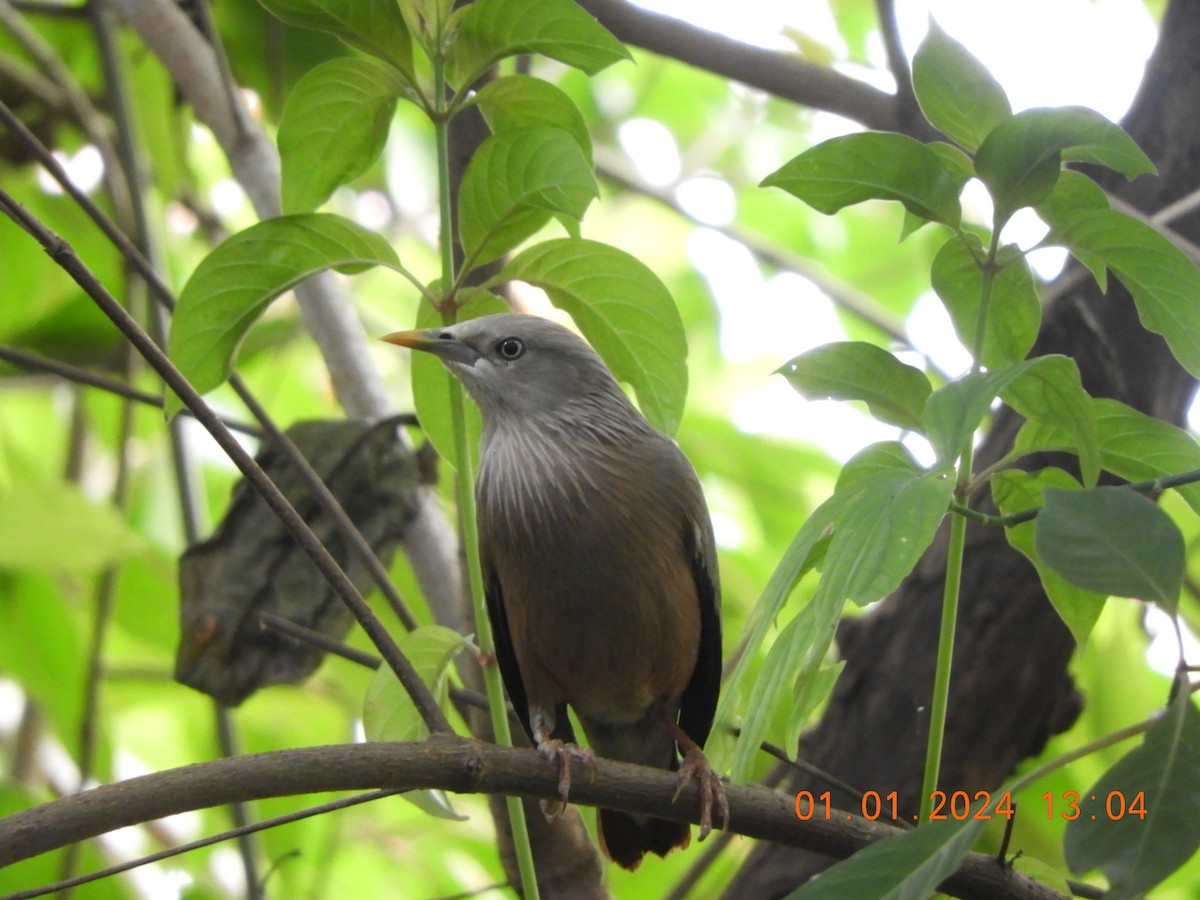 Chestnut-tailed/Malabar Starling - ML612914700