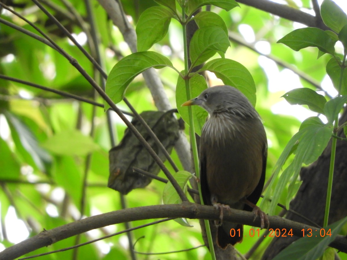Chestnut-tailed/Malabar Starling - ML612914701